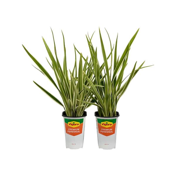 Pure Beauty Farms 2.5 Qt. Dianella Tasmanica Varigated Flax Lily in Grower's Pot (2-Packs)