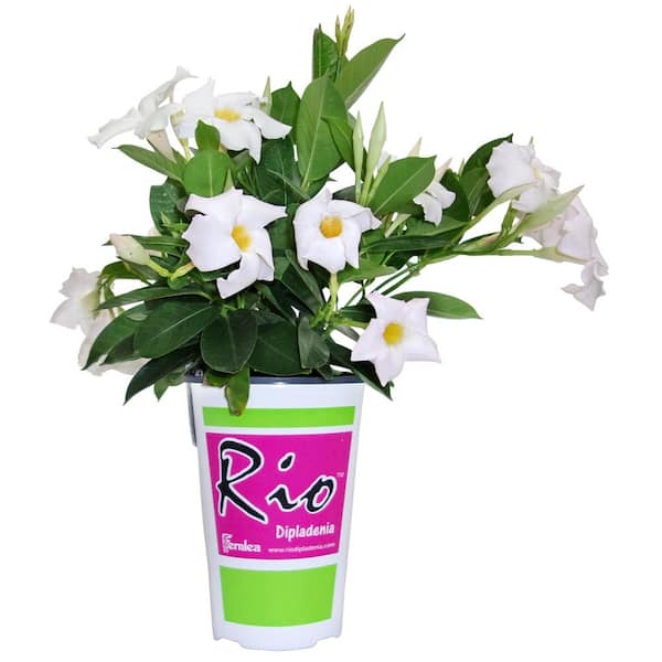 Rio 1.5 Pint. Dipladenia Flowering Annual Shrub with Red, Pink, White ...