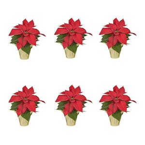 1 Pt. 4 in. Live Christmas Poinsettia Red with Champagne Foil Holiday Plant (6-Pack)