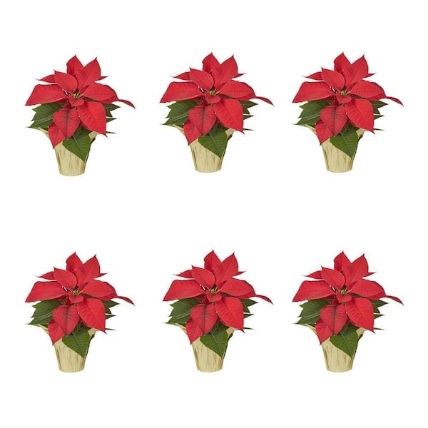METROLINA GREENHOUSES 1 Pt. 4 in. Live Christmas Poinsettia Red with Champagne Foil Holiday Plant (6-Pack)