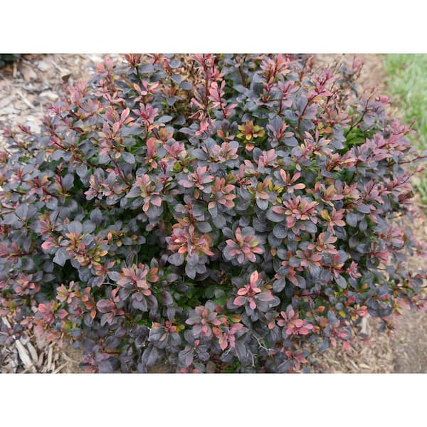 Dupuy Berberian 「Nectars」 Sunjoy Todo Barberry | Gertens Garden Center