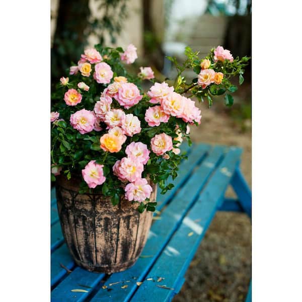 Drift 1 Gal. Peach Drift Rose Bush with Pink-Orange Flowers 19679