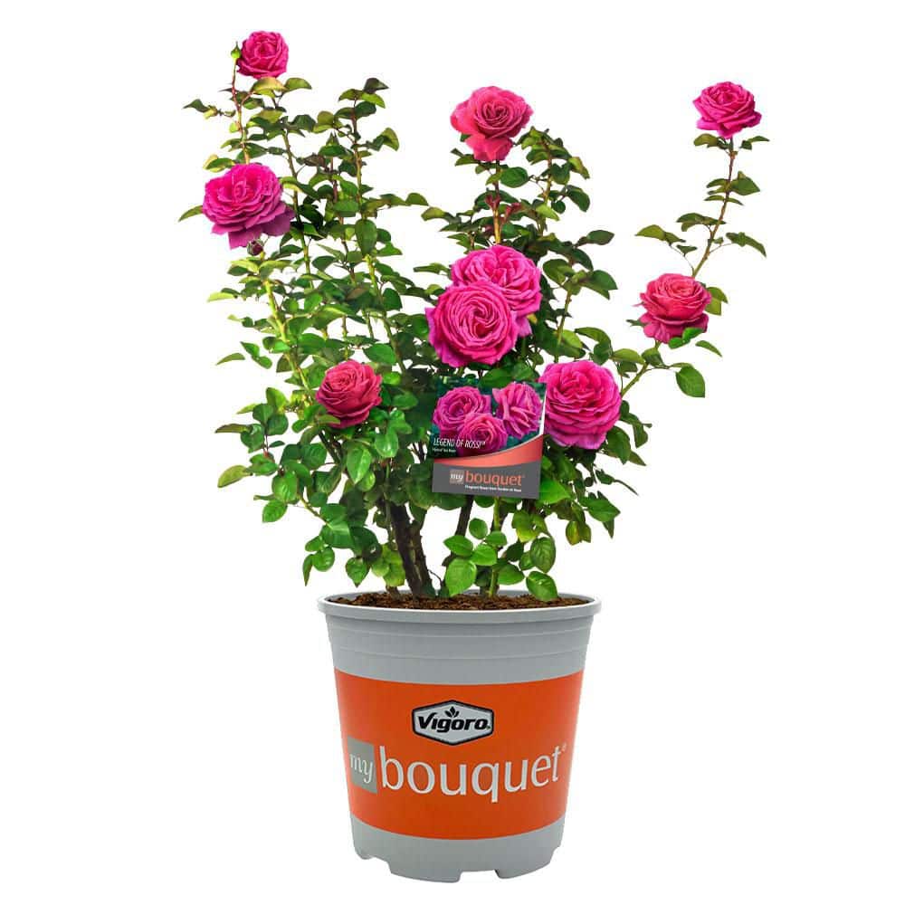 Vigoro 2 Gal. Legend Of Rossi Rose with Hot Pink Flowers 17551