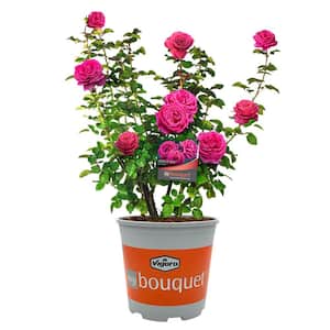 Vigoro 2 Gal. Legend of Rossi Rose with Hot Pink Flowers in