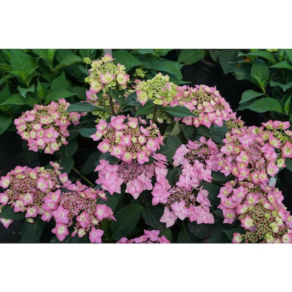 2 Gal. Let's Dance Can Do Reblooming Hydrangea (Hydrangea Serrata) Live Plant, Strawberry Pink or Lavendar Blue Flowers