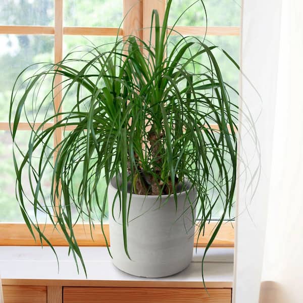 plant hanging rack Small Circle Wooden Plant Hanger, Bubble Hanger, Planter With Saucer, main image 1