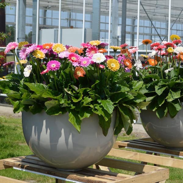 artificial hanging plant Hanging Plants XL 4pcs main image 1