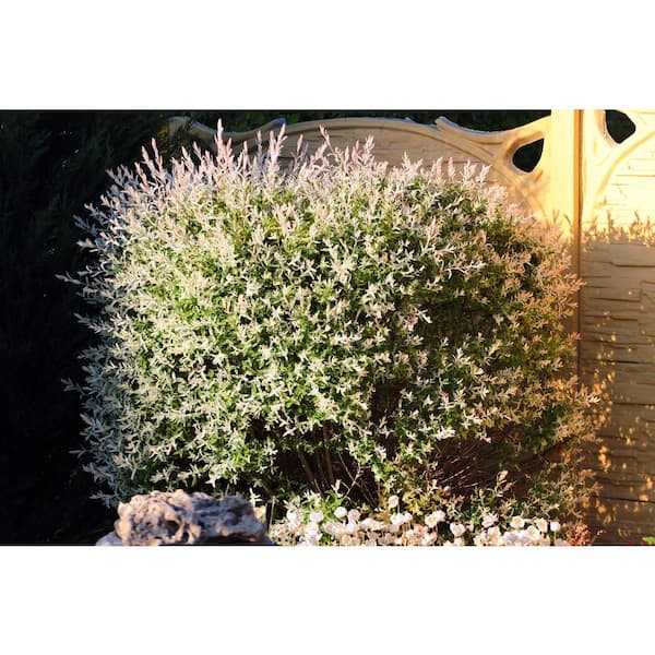 3 Gal. Hakuro Nishiki Dappled Willow (Salix integra), Live Shrub Tree