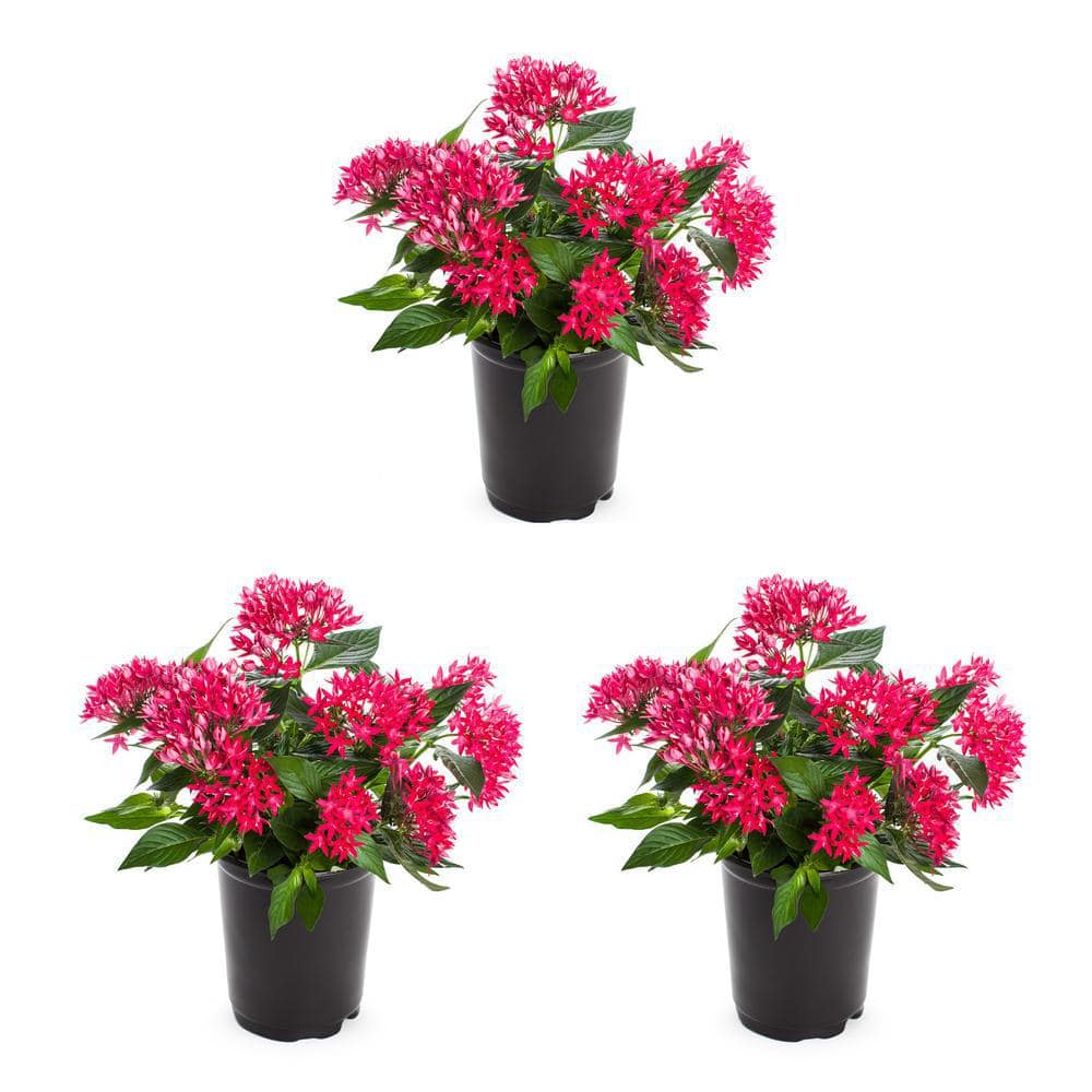 METROLINA GREENHOUSES 2 qt. Pentas Egyptian Star Cluster Flower Pink ...