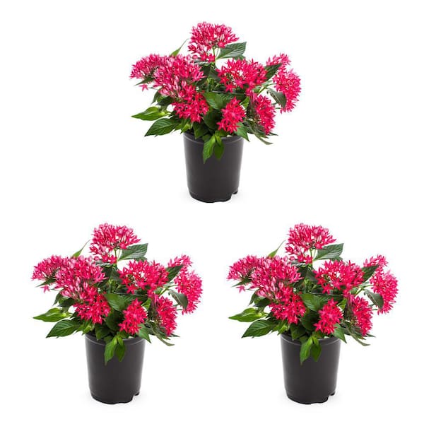 METROLINA GREENHOUSES 2 qt. Pentas Egyptian Star Cluster Flower Pink Annual Plant (3-Pack)