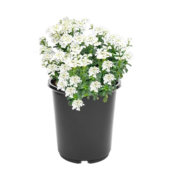 Perennial Iberis White 2.5 Qt. 1035 - The Home Depot