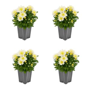 1.0-Pint Spring Mum Annual Plant with White Flowers (4-Pack)