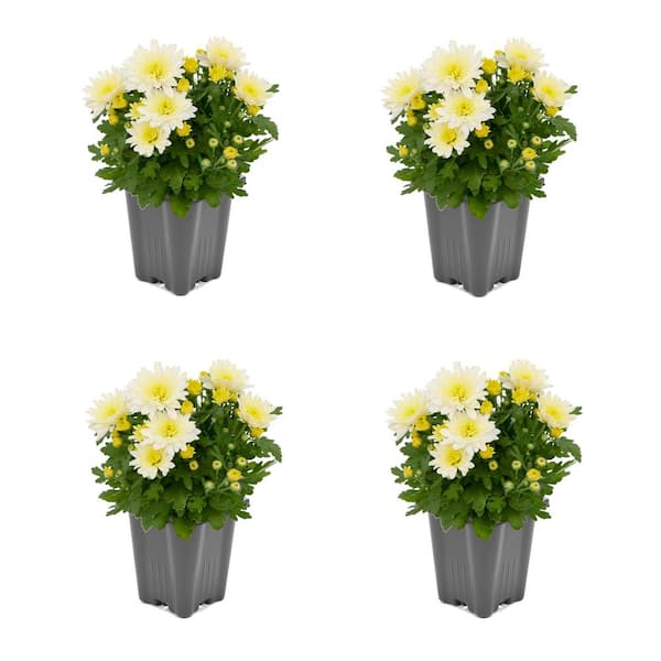 Unbranded 1.0-Pint Spring Mum Annual Plant with White Flowers (4-Pack)