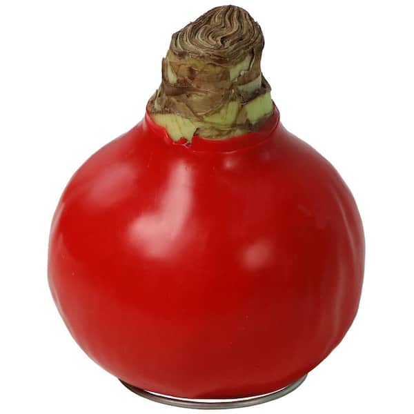 Cottage Farms Direct Wax-Coated Red Blooming Amaryllis Bulb (1-Pack)