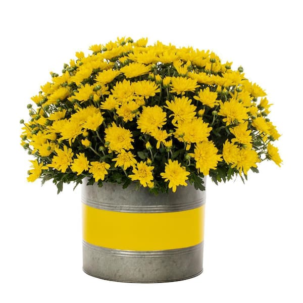 Vigoro 3 Qt. Live Yellow Chrysanthemum (Mum) Plant for Fall Porch or Patio in Decorative Color-Matching Tin (1-Pack)