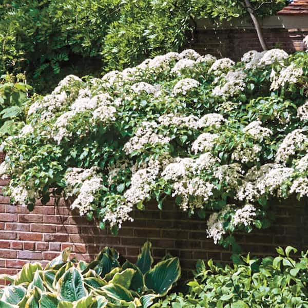 DIRECT GARDENING 1 Gal. Pot, Petiolaris White Flowering Climbing Hydrangea Vine Deciduous Shrub (1-Pack)
