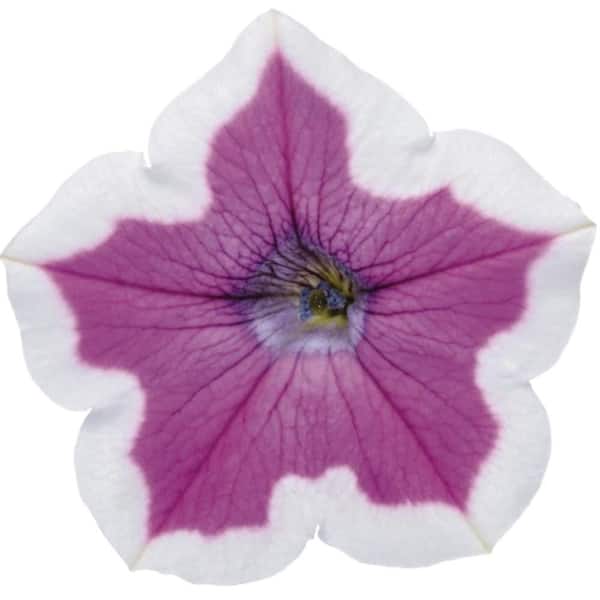 PROVEN WINNERS 4.25 in. Eco+ Grande Supertunia Hoopla Vivid Orchid