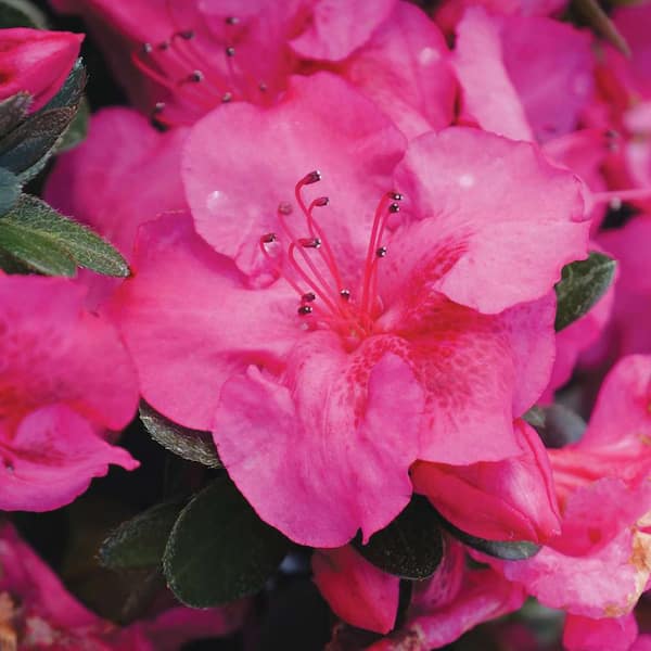 PROVEN WINNERS 4.5 in. Quart Perfecto Mundo Epic Pink (Rhododendron), Live Plant, Shrub, Pink Flowers