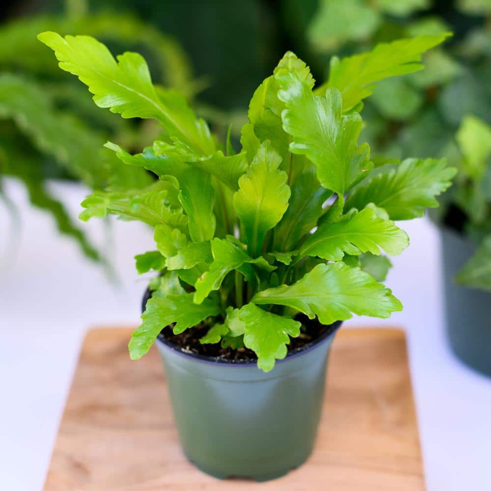 Wekiva Foliage 4 in. Champion Bird's Nest Fern - Live Plant in a Pot ...