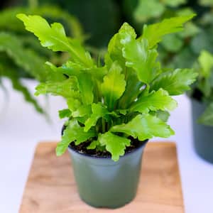 4 in. Champion Bird's Nest Fern - Live Plant in a Pot - Asplenium Nidus 'Campio' - Rare and Exotic Ferns from Florida