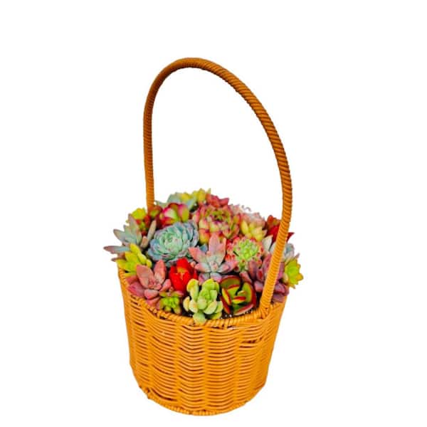 Kaleidoscope Succulent Plants Collection Flowers with Basket