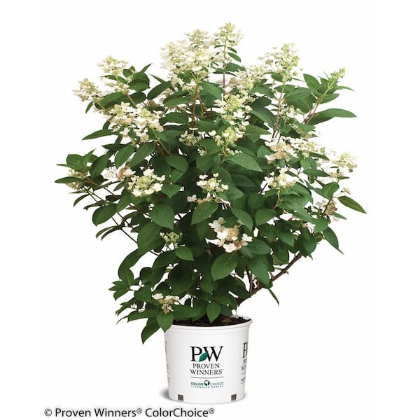 3 Gal. 'Quick Fire' Hydrangea (Paniculata) Live Flowering Shrub with White to Pink Flowers