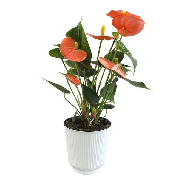 ALTMAN PLANTS Orange Flamingo Flower Anthurium Plant Gift (Approx. 11-14 in. Tall), 4 in. White Pot, Easy Care Live Indoor Plant