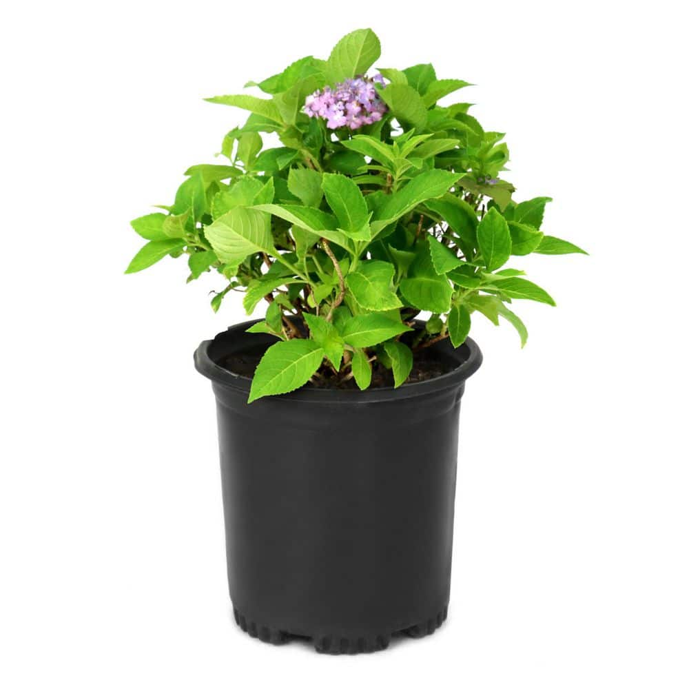 3 gal. Hydrangea Endless Summer The Original Live Shrub