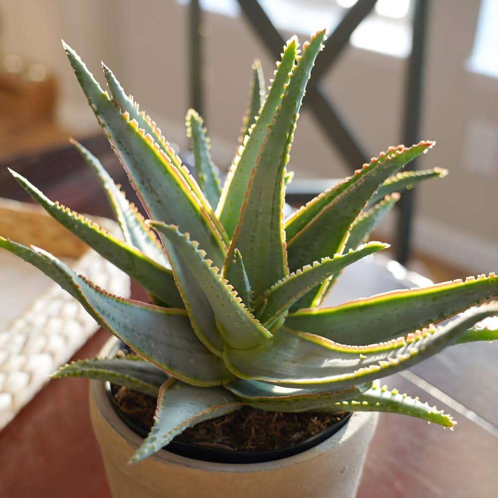 Large Blue and Green Aloe Succulent in Brown Pot