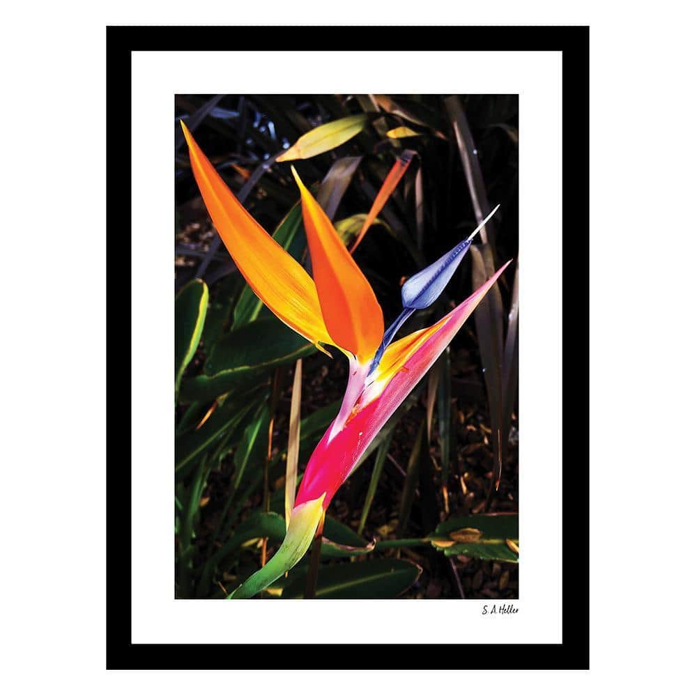 Heller Photography Paradise Flora Framed Printed Photograph by Steven A Heller Nature Poster Art Print 18 in. x 14 in. price history on PriceWatchPro