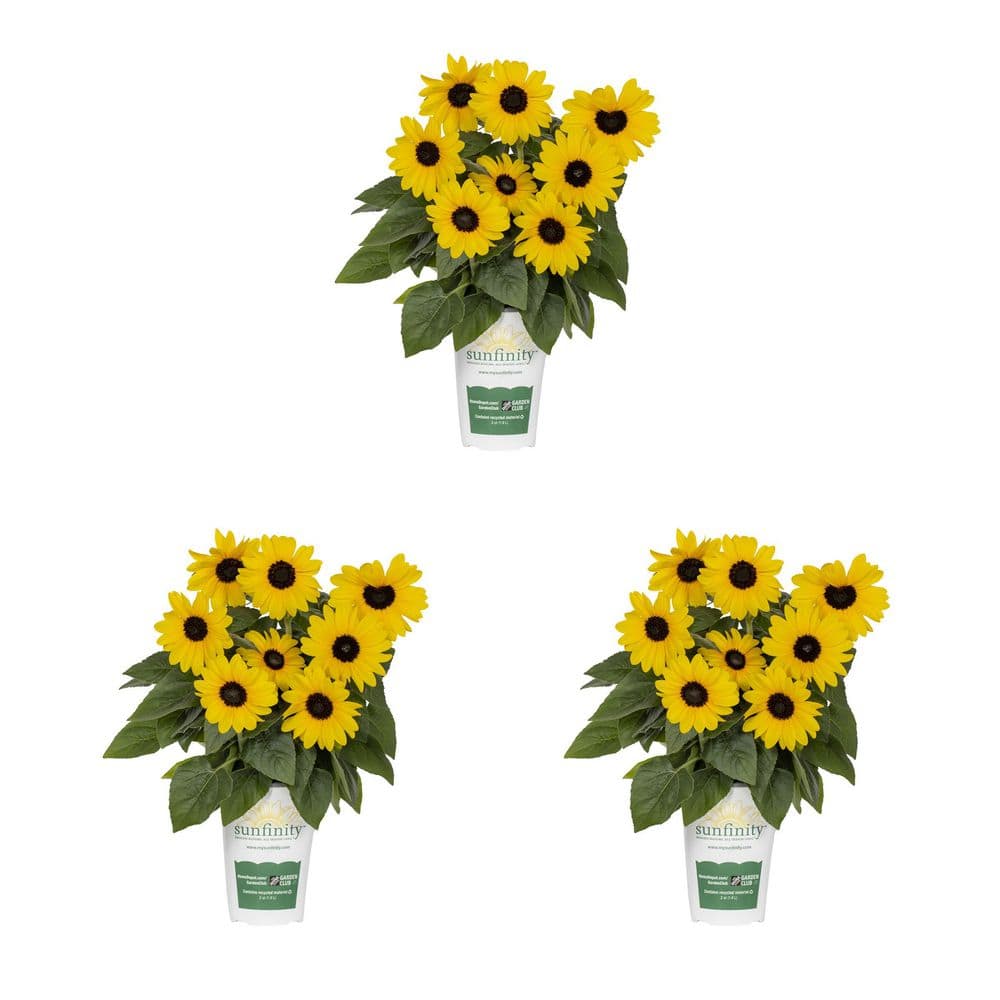 METROLINA GREENHOUSES 2 Qt. Sunfinity Yellow Sunflower Annual