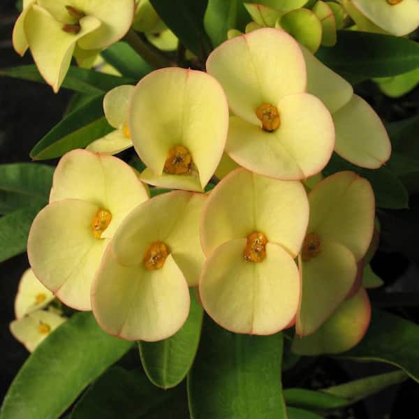 2.5 Qt. Crown of Thorns Yellow Flowers in 6.33 in. Grower's Pot
