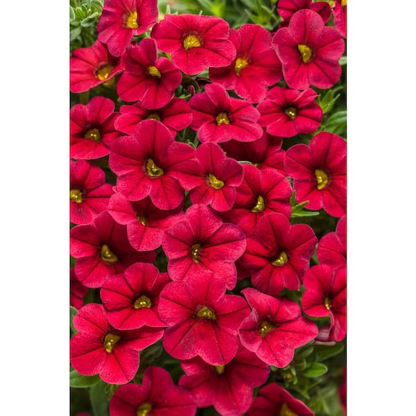 PROVEN WINNERS Superbells Red (Calibrachoa) Live Plant, True Red Flowers, 4.25 in. Grande, 4-pack
