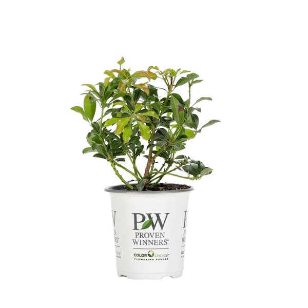 4.5 in. Quart Interstella Lily of the Valley Shrub (Pieris) Live Plant, Ruby Red Flowers