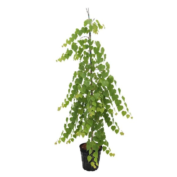 2 gal. Morioka Weeping Deciduous Katsura Tree KATMOR02GH - The