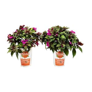 1 Gal. Compact Purple SunPatiens Impatiens Outdoor Annual Plant with Purple Flowers (2-Plants)