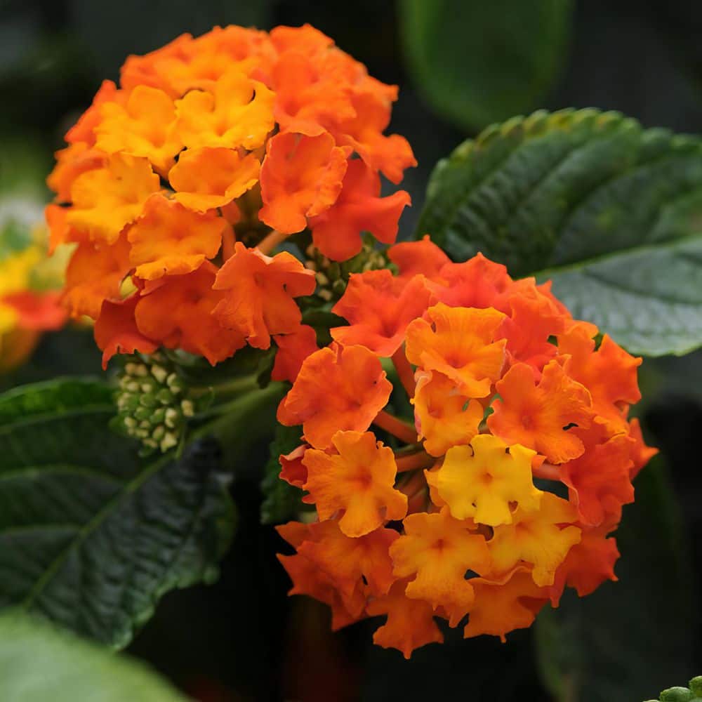national PLANT NETWORK 4 in. Lucky Flame Lantana Plant with Orange ...