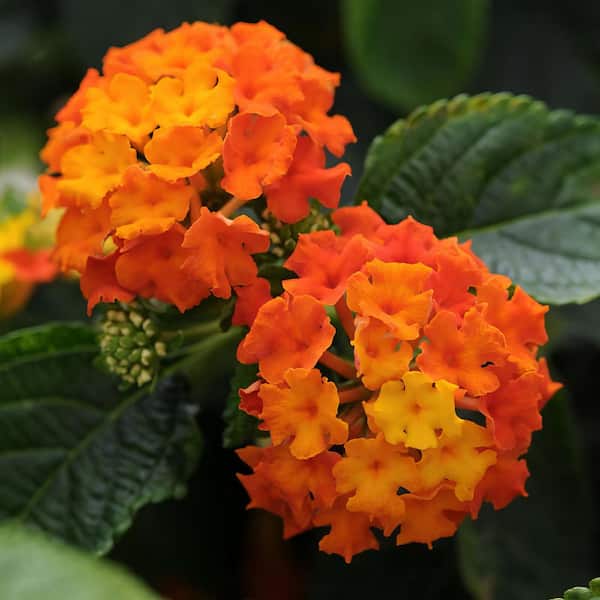 4 in. Orange Bloom Lucky Flame Lantana Plant (3-Piece)