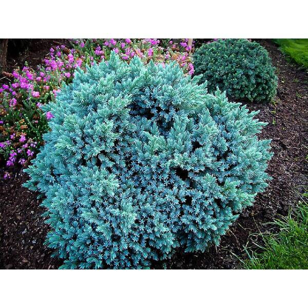 BELL NURSERY 3 Gal. Blue Star Juniper Live Evergreen Shrub