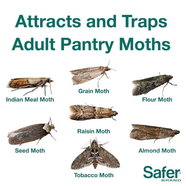 Flour Tobacco 6 Indian Meal Birdseed Food & Pantry Moth Control Traps 