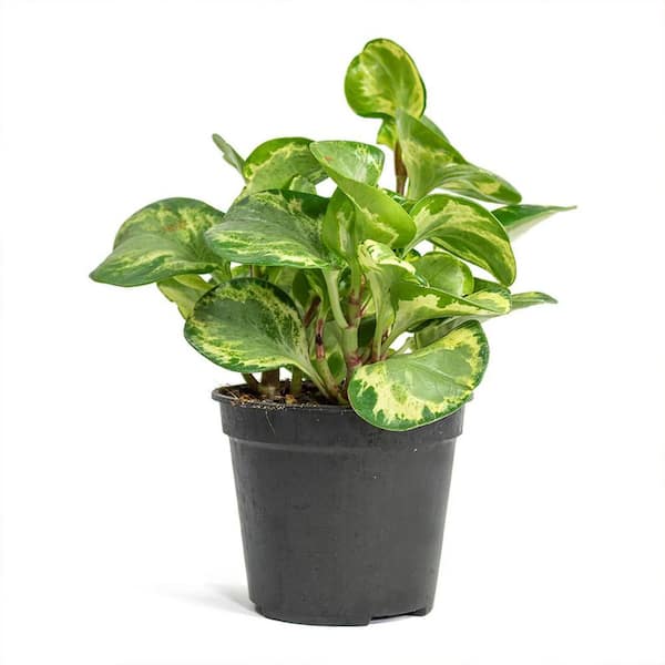 Wekiva Foliage Peperomia Golden Gate-3 Live Plants in 4 in. Growers Pots-Peperomia Obtusifolia-Elegant Indoor Houseplant