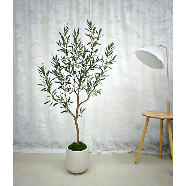 stalks of lucky bamboo Live Lucky Bamboo 10 Plants  Houseplants New York LLC