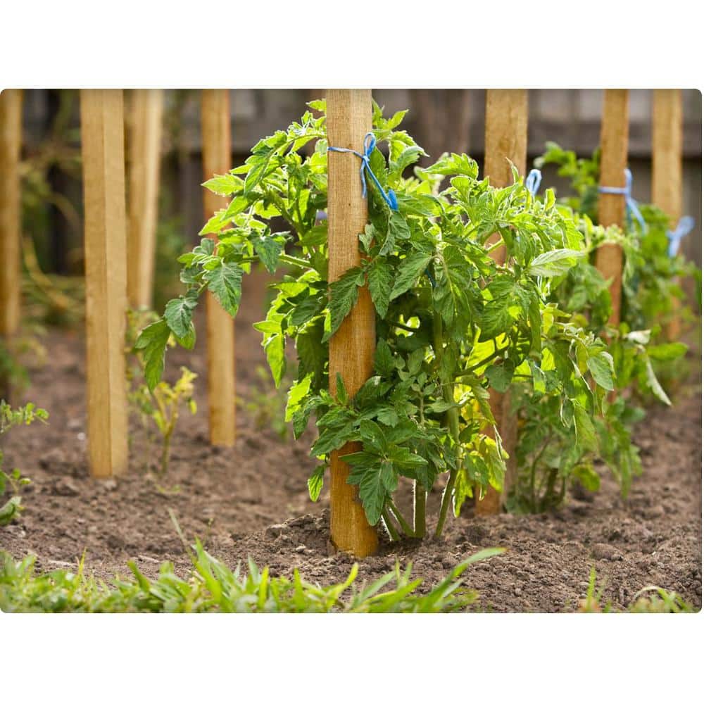 Greenes 24 in. Cedar Wood Garden Stakes (48-Pack)