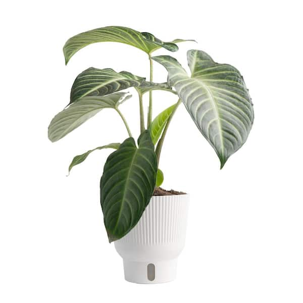 Costa Farms Trending Tropical Xanthosoma Indoor Plant in 6 in. Self-Watering Pot