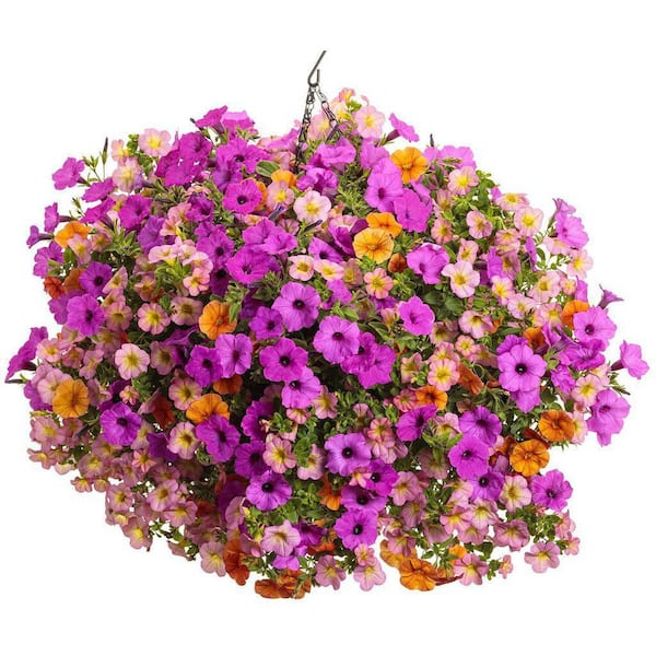 PROVEN WINNERS 4.25 in. Eco+Grande, Supertunia Vista Jazzberry