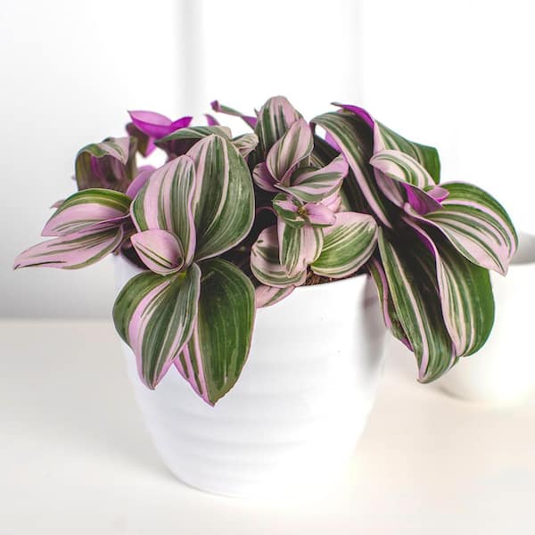 Tradescantia Albiflora 'Nanouk (Fantasy Venice) in 5 in. Tropic