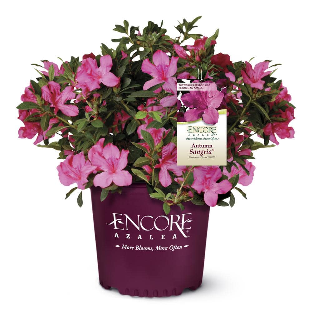 ENCORE AZALEA 1 Gal. Autumn Sangria Shrub with Pink Flowers 10390 - The ...