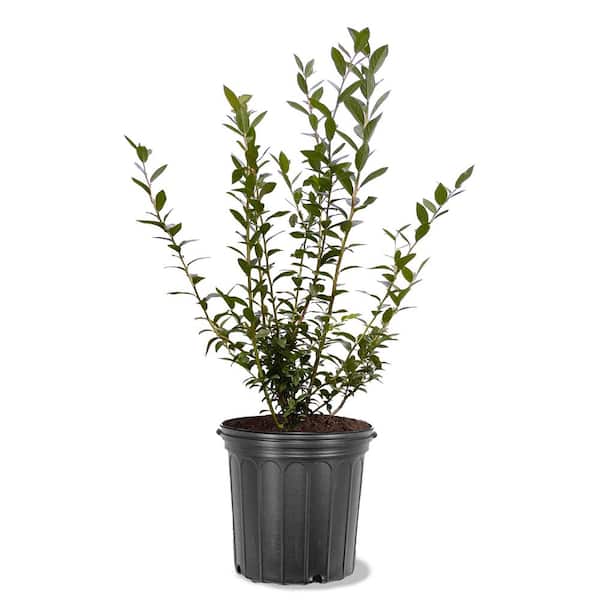 5 Gal. Blueberry Colibri (S. Highbush) Plant