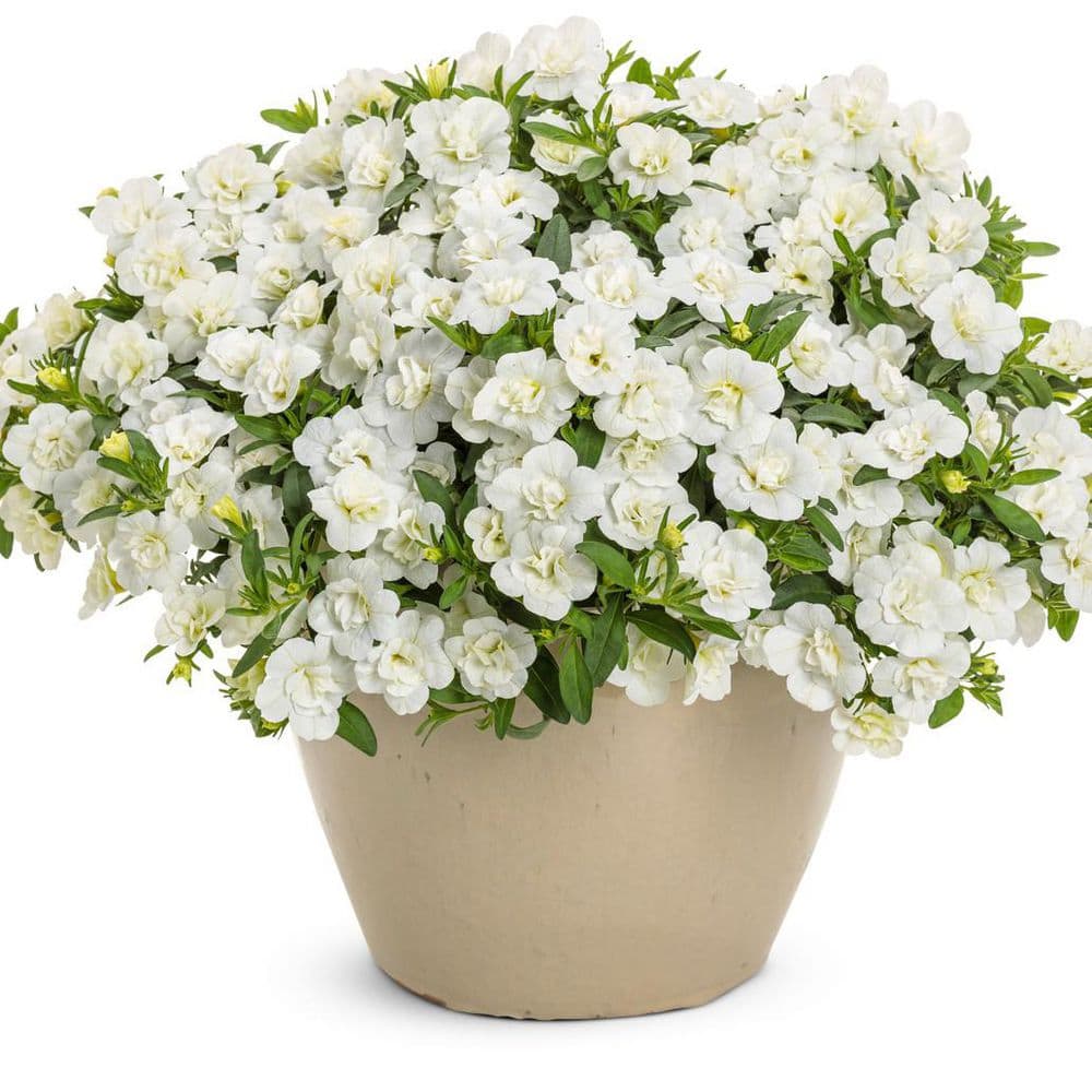 4.25 in. Eco+ Grande Superbells Double White (Calibrachoa hybrid) Live Annual Plant with White Flowers 4-Pack price history on PriceWatchPro