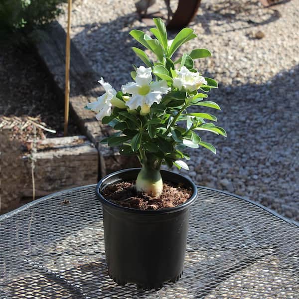 delosperma echinatum pickle plant Delosperma Echinatum | Pickle Plant | 4